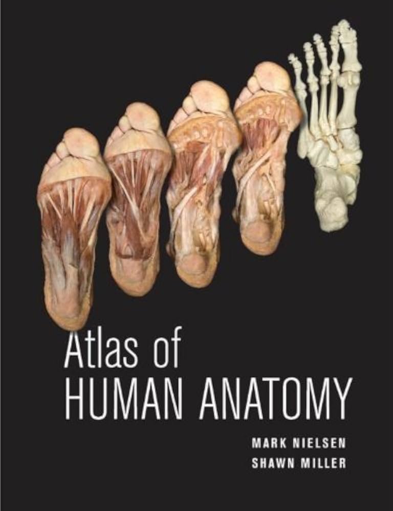 機能解剖マニュアル ATLAS OF HUMAN ANATOMY DVD Amazon.com: Acland's Dvd Atlas of the Human Anatomy: The